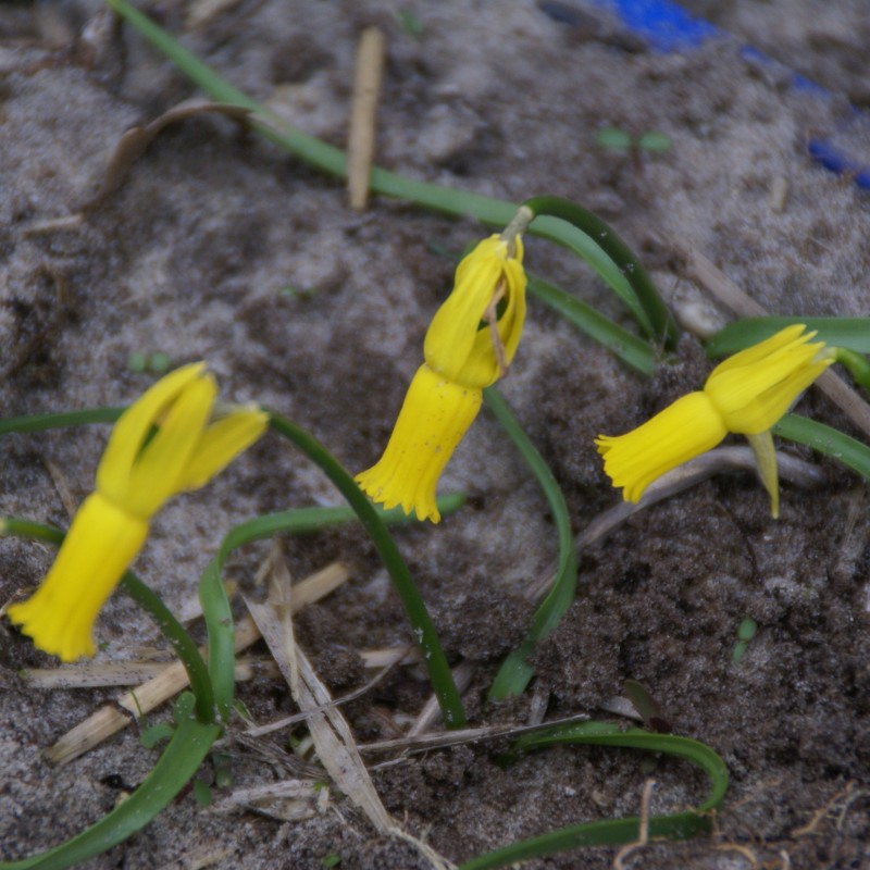 Narcissus cyclamineus