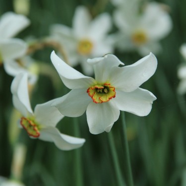 Narcissus poeticus var. recurvus
