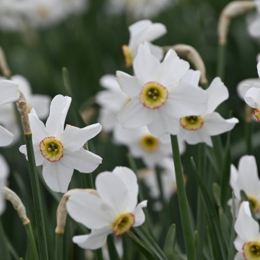 Narcissus poeticus var. recurvus Narcissus poeticus var. recurvus