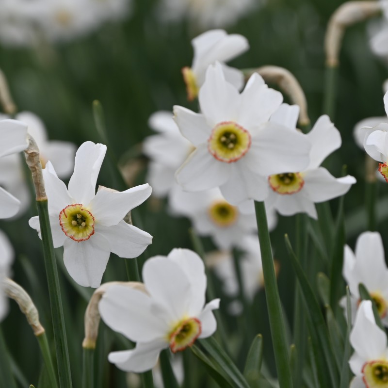 Narcissus poeticus var. recurvus Narcissus poeticus var. recurvus