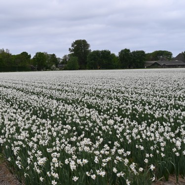 Narcissus poeticus var. recurvus Narcissus poeticus var. recurvus