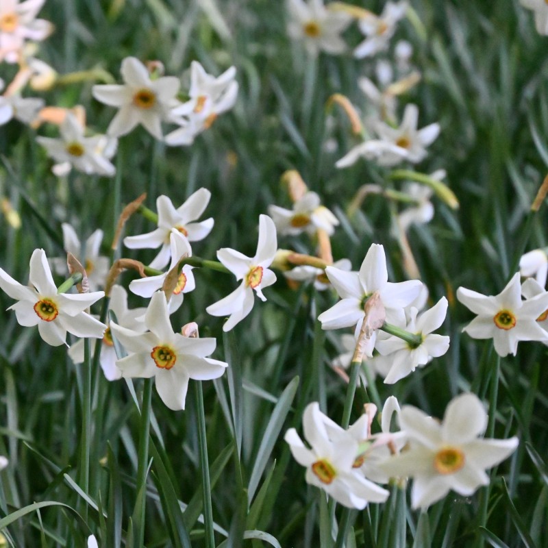 Narcissus poeticus var. recurvus Narcissus poeticus var. recurvus