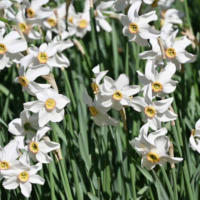Narcissus poeticus var. recurvus Narcissus poeticus var. recurvus
