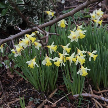 Narcissus pseudonarcissus subsp. lobularis Narcissus pseudonarcissus subsp. lobularis