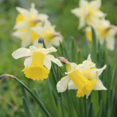 Narcissus pseudonarcissus subsp. lobularis Narcissus pseudonarcissus subsp. lobularis