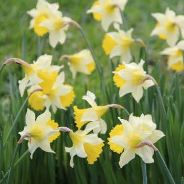 Narcissus pseudonarcissus subsp. lobularis Narcissus pseudonarcissus subsp. lobularis