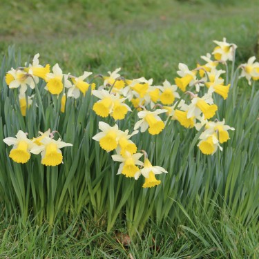 Narcissus pseudonarcissus subsp. lobularis Narcissus pseudonarcissus subsp. lobularis