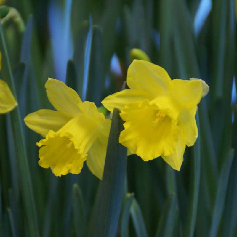 Narcissus pseudonarcissus subsp. obvallaris Narcissus pseudonarcissus subsp. obvallaris