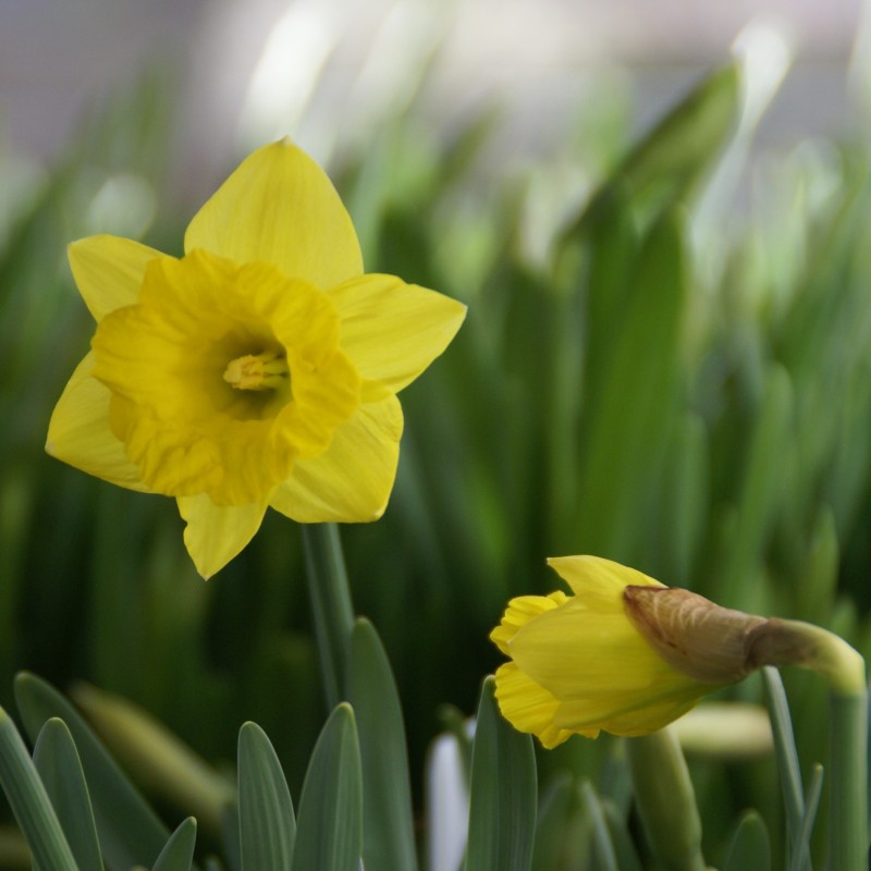 Narcissus pseudonarcissus subsp. obvallaris Narcissus pseudonarcissus subsp. obvallaris