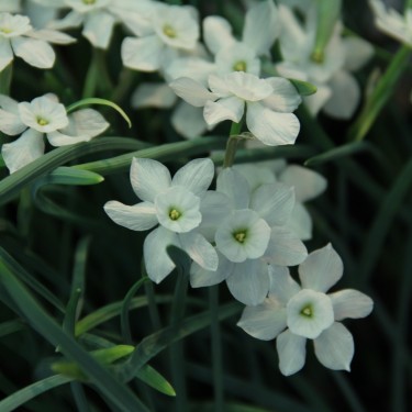 Narcissus rupicola subsp. watieri