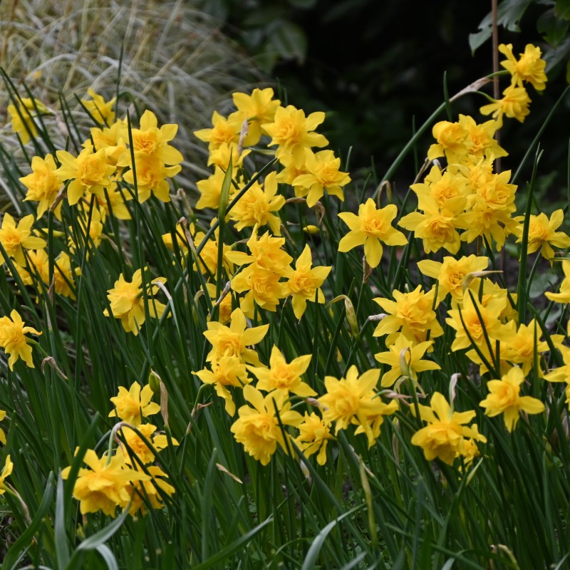 Narcissus x odorus 'Plenus' Narcissus x odorus 'Plenus'