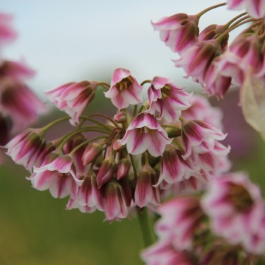 Allium tripedale (Nectaroscordum)