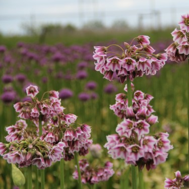 Allium tripedale (Nectaroscordum)