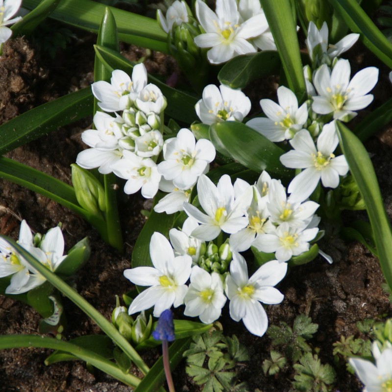Ornithogalum balansae