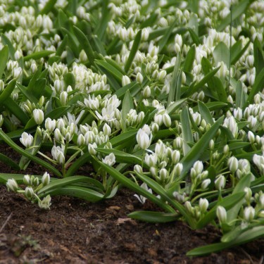 Ornithogalum balansae