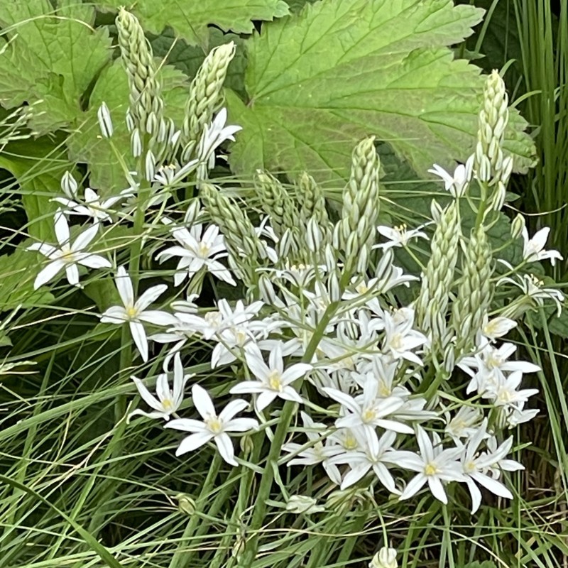 Ornithogalum ponticum 'Sochi'