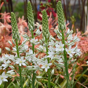 Ornithogalum ponticum 'Sochi'