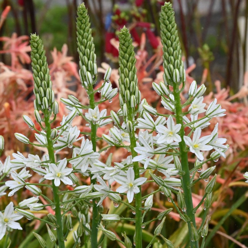 Ornithogalum ponticum 'Sochi'