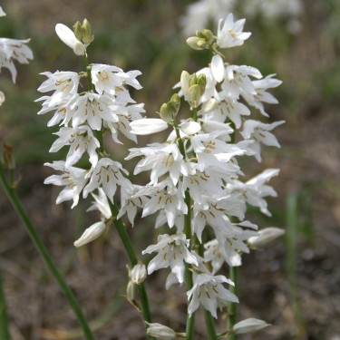 Ornithogalum reverchonii