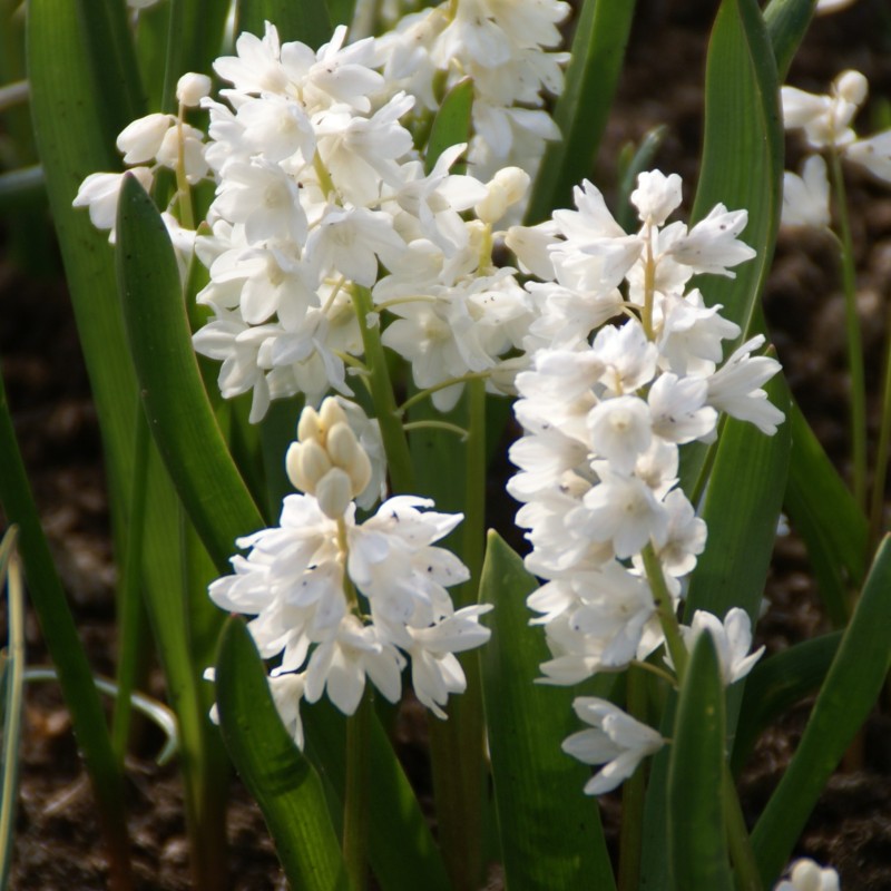 Puschkinia scilloides var. libanotica 'Alba' Puschkinia scilloides var. libanotica 'Alba'
