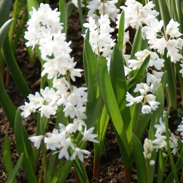 Puschkinia scilloides var. libanotica 'Alba' Puschkinia scilloides var. libanotica 'Alba'