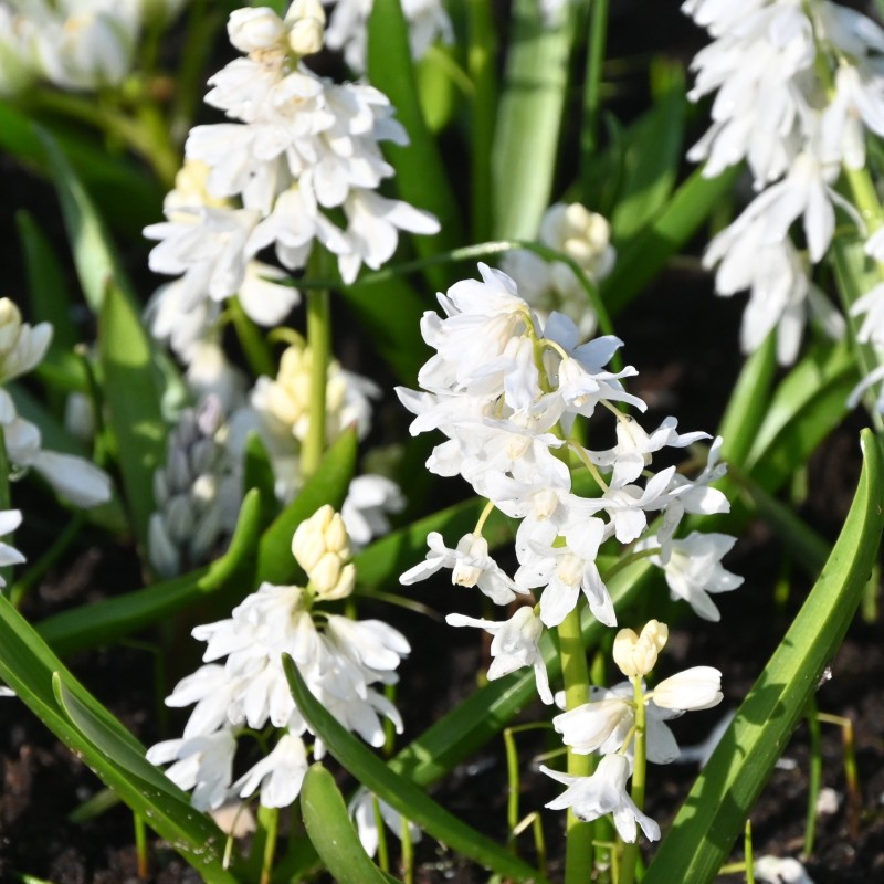 Puschkinia scilloides var. libanotica 'Alba' Puschkinia scilloides var. libanotica 'Alba'