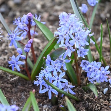 Scilla bifolia Scilla bifolia