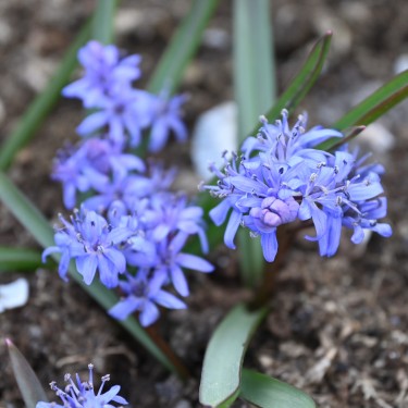 Scilla bifolia Scilla bifolia