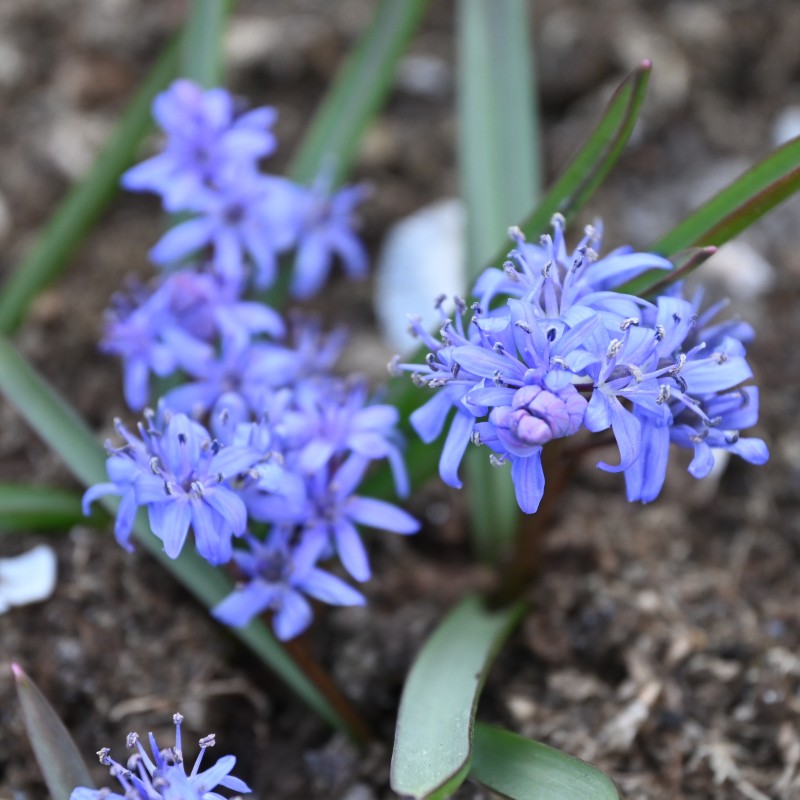 Scilla bifolia Scilla bifolia