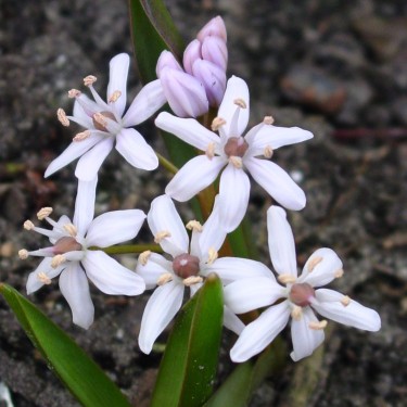 Scilla bifolia 'Rosea'