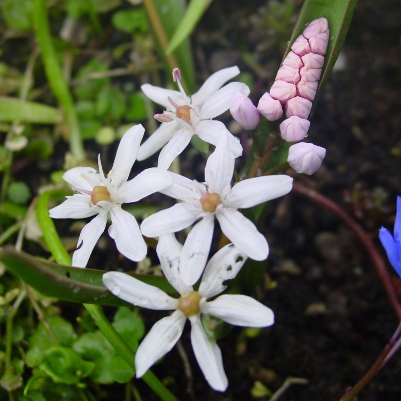 Scilla bifolia 'Rosea' Scilla bifolia 'Rosea'