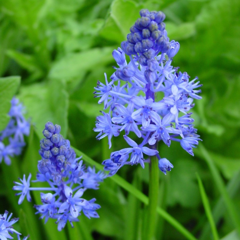 Scilla litardierei Scilla litardierei
