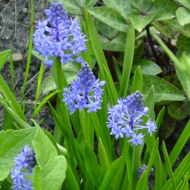 Scilla litardierei Scilla litardierei