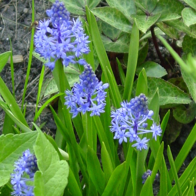 Scilla litardierei Scilla litardierei