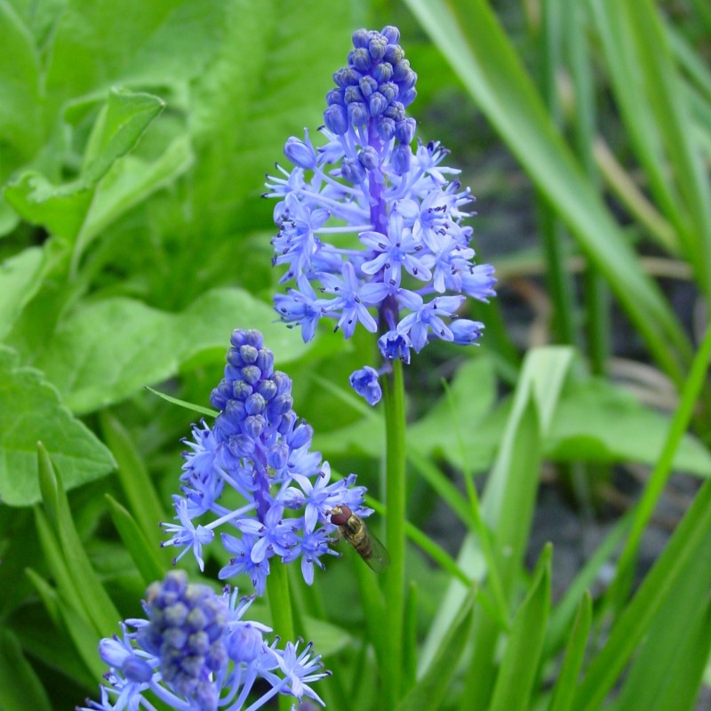Scilla litardierei Scilla litardierei