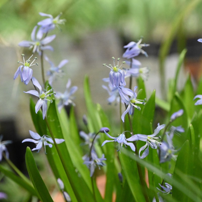 Scilla mesopotamica Scilla mesopotamica