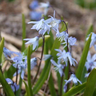 Scilla mesopotamica Scilla mesopotamica