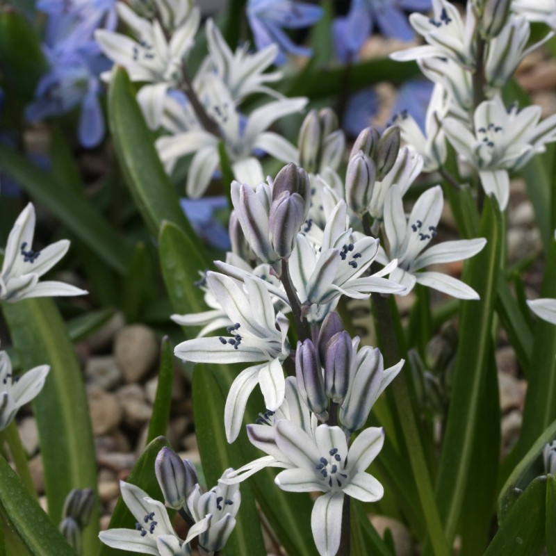 Scilla puschkinioides Scilla puschkinioides