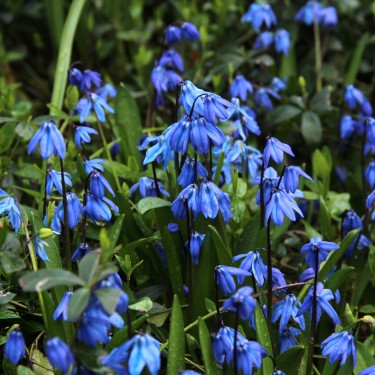Scilla siberica Scilla siberica