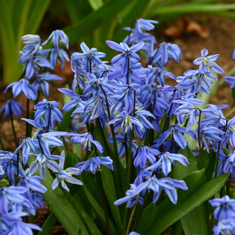 Scilla siberica Scilla siberica