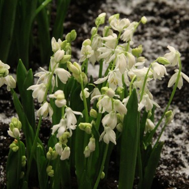 Scilla siberica 'Alba' Scilla siberica 'Alba'