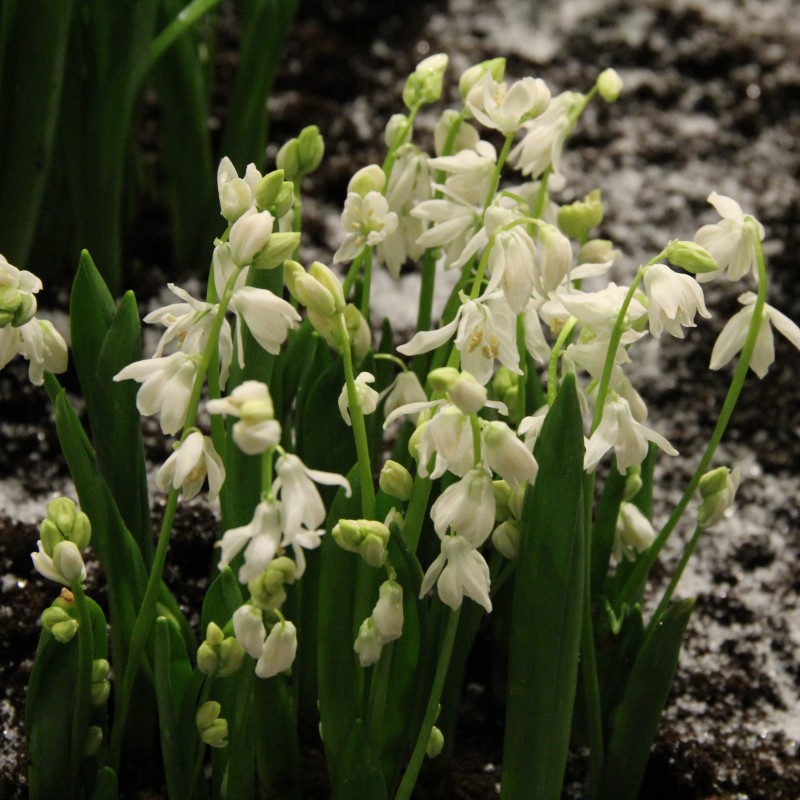 Scilla siberica 'Alba' Scilla siberica 'Alba'