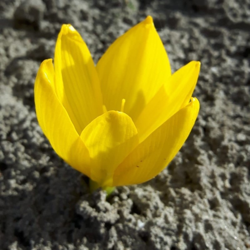 Sternbergia clusiana Sternbergia clusiana