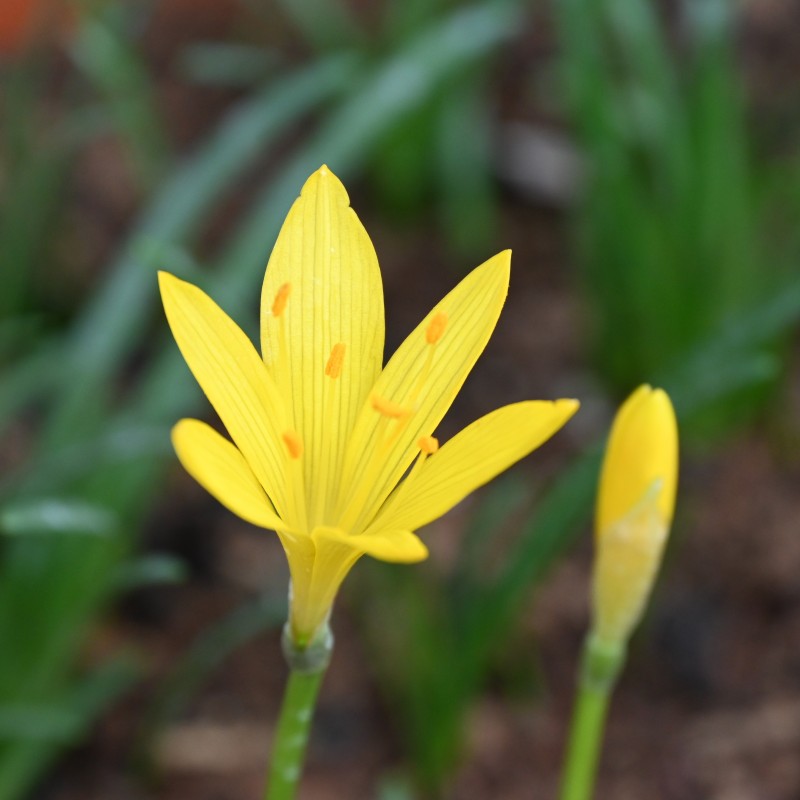 Sternbergia greuteriana Sternbergia greuteriana