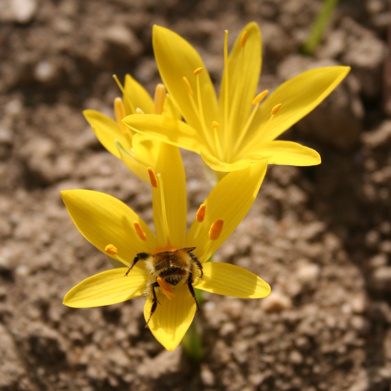 Sternbergia greuteriana Sternbergia greuteriana