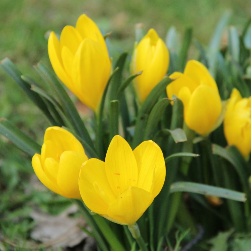 Sternbergia lutea Sternbergia lutea