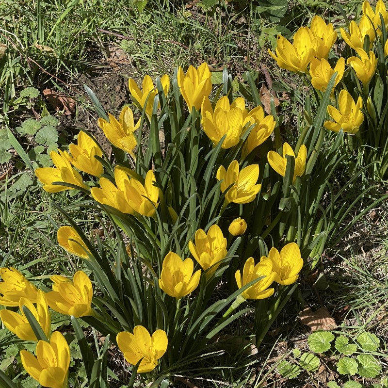 Sternbergia lutea Sternbergia lutea