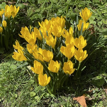 Sternbergia lutea Sternbergia lutea
