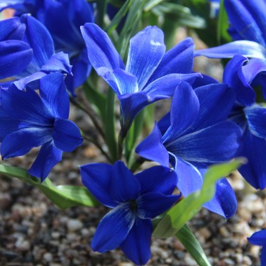 Tecophilaea cyanocrocus