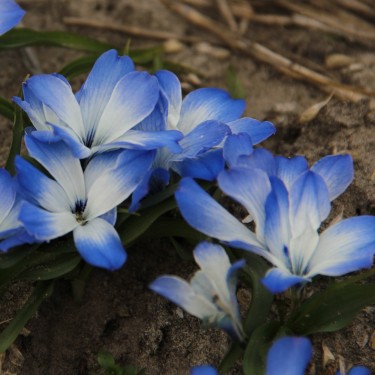 Tecophilaea cyanocrocus 'Leichtlinii'